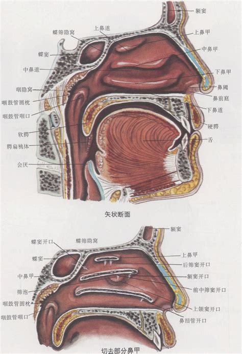 鼻子部位|鼻和鼻窦